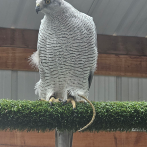 Buteoides Goshawk Female- Chamber