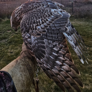 Hybrid Goshawk Albidus x Buteoides
