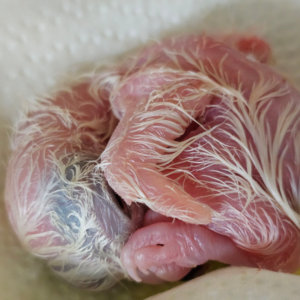 Buteoides Goshawk Male - Imprint