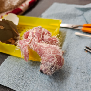 Buteoides Goshawk Female-Imprint