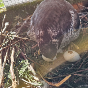 Hybrid Goshawk buteoides x gentilis