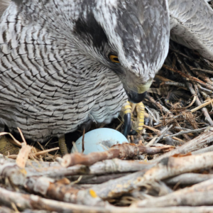 Buteoides Goshawk Male - Chamber