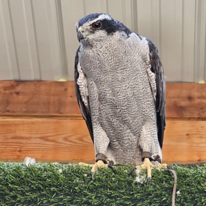Hybrid Goshawk atricapillus x gentilis