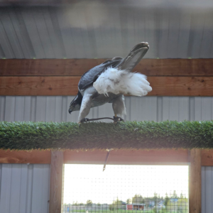Hybrid Goshawk atricapillus x albidus