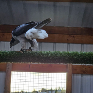 Hybrid Goshawk <i> atricapillus x buteoides</i>