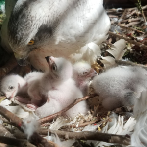 Albidus Goshawk Male - Chamber