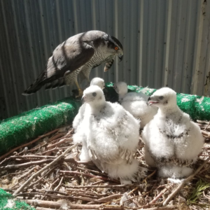 Hybrid Goshawk albidus x gentilis