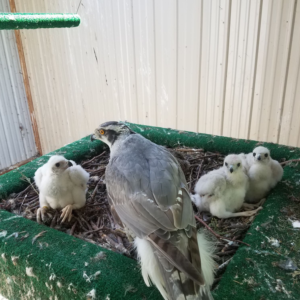 Albidus Goshawk Female - Chamber